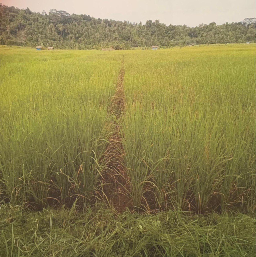 LAHAN SAWAH DENGAN TANAMAN PADI DESA BORENGAN