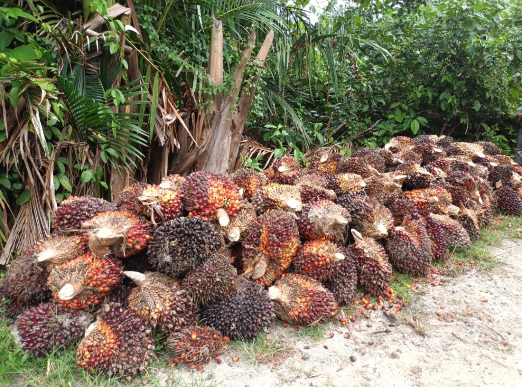 PANEN SAWIT DESA BORENGAN